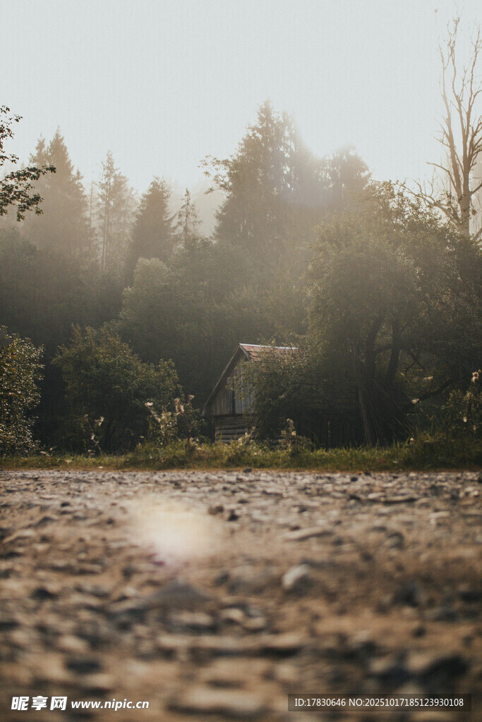 林间晨光下的湿润地面