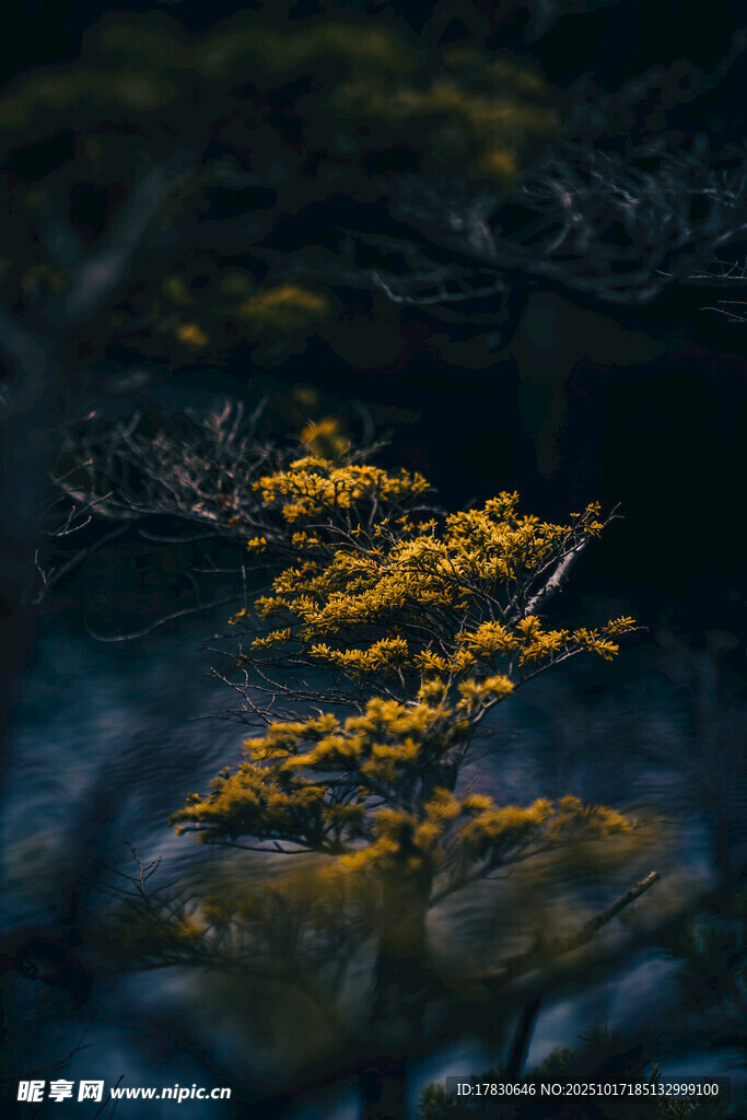 金黄枝叶映于幽蓝背景