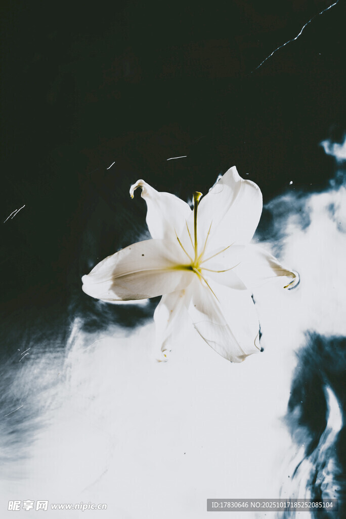 水中白花静谧之美