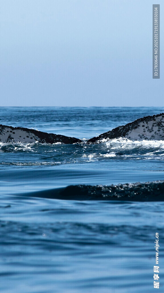 海面浮现的鲸鱼尾鳍