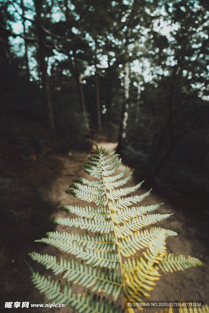 森林中舒展的蕨类植物