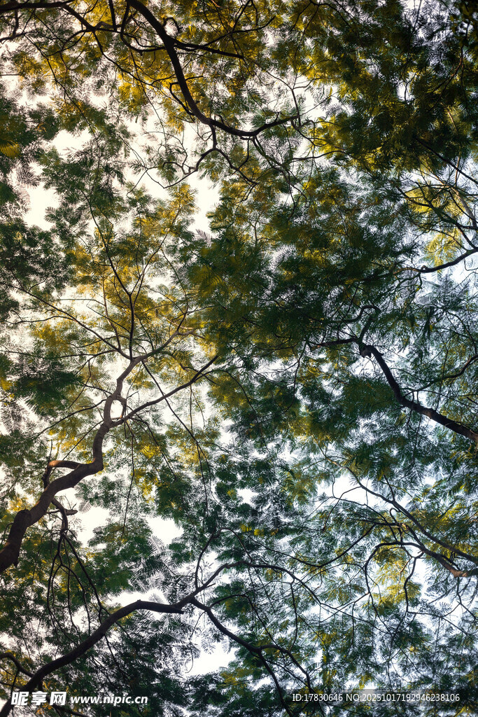 阳光洒落枝叶间美景