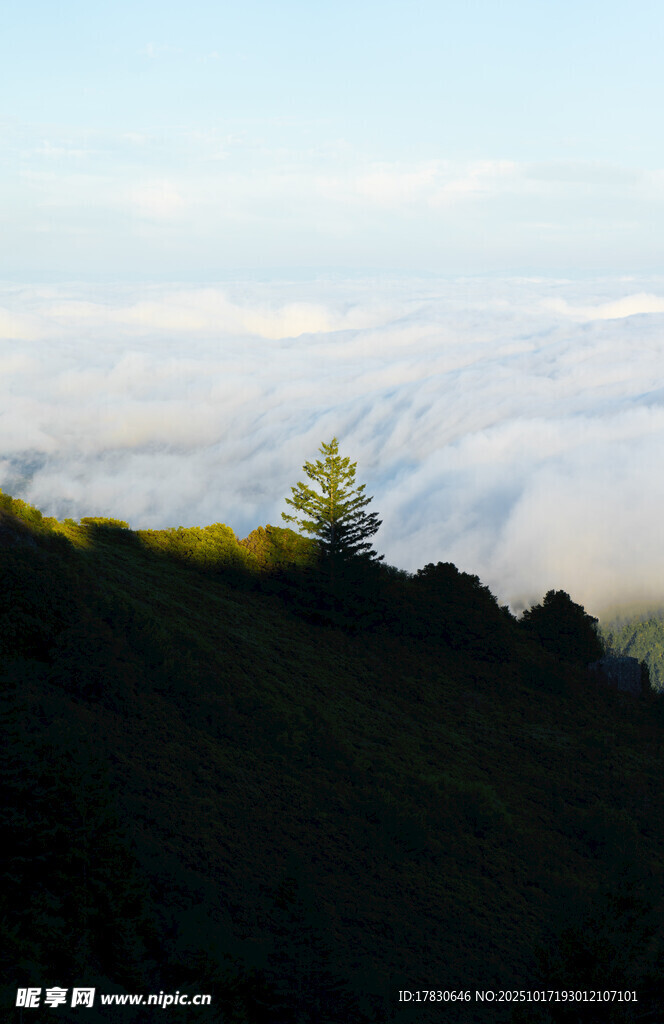 山巅孤树云海之上美景