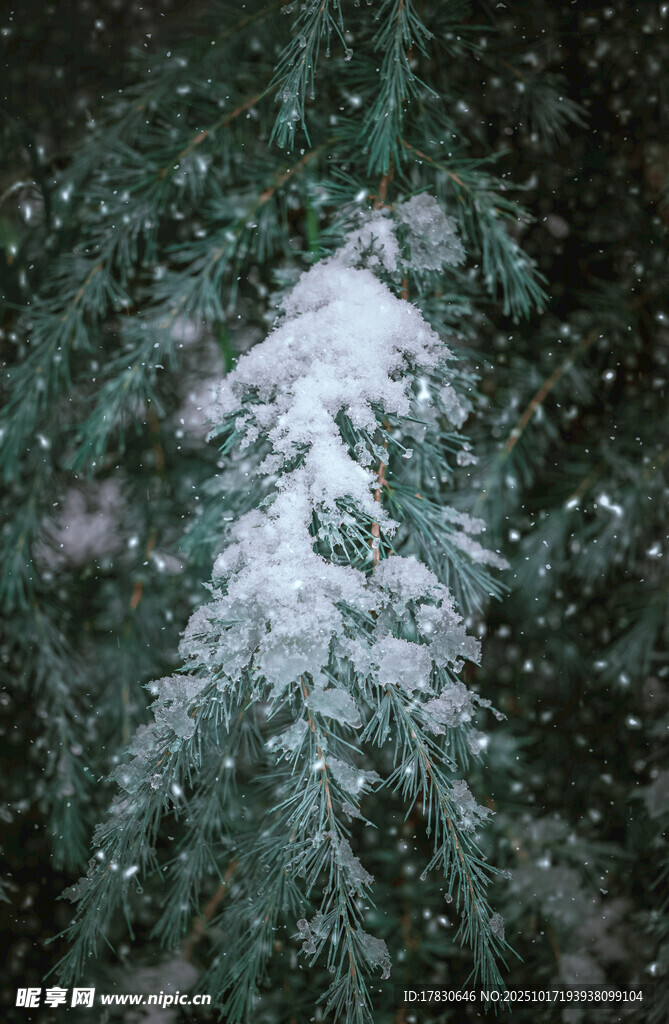 雪覆松树的静谧自然景象