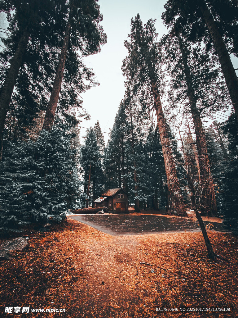 林间秋景中的静谧小屋