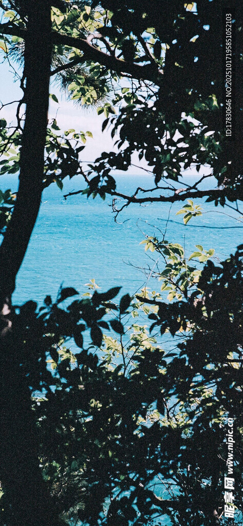 透过枝叶看碧蓝湖水