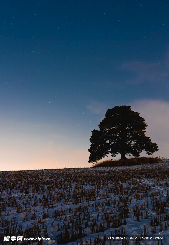 雪地孤树的静谧黄昏景色