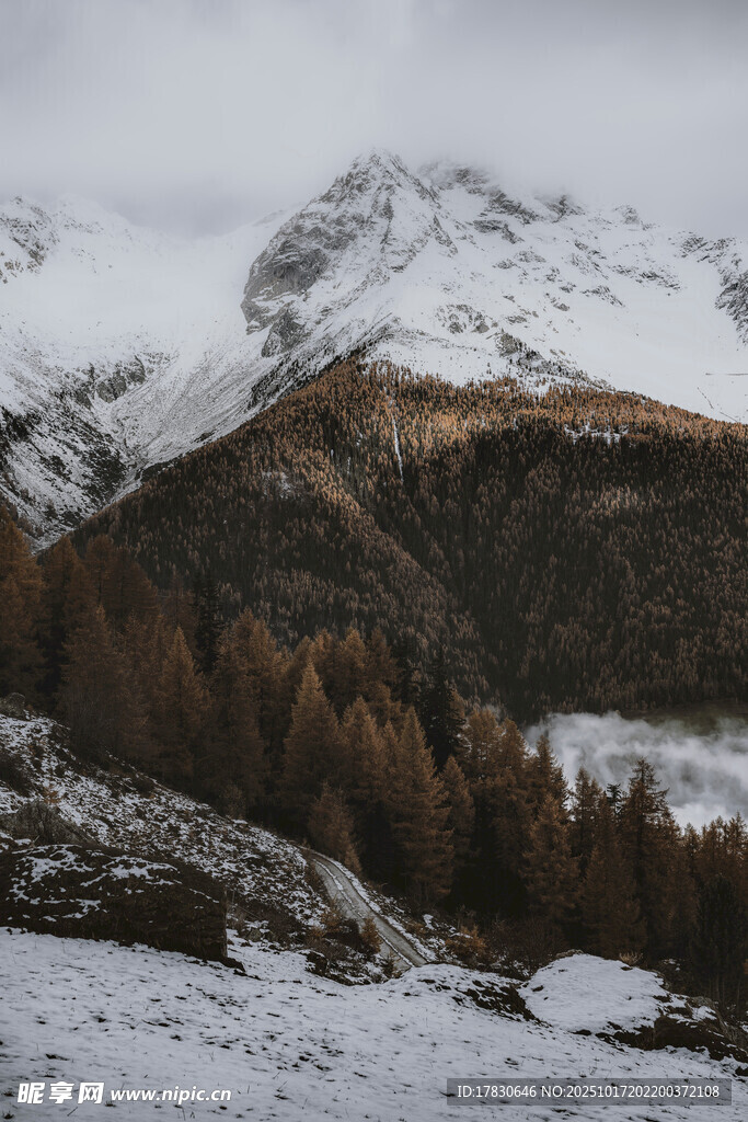雪山下的秋日山林景观