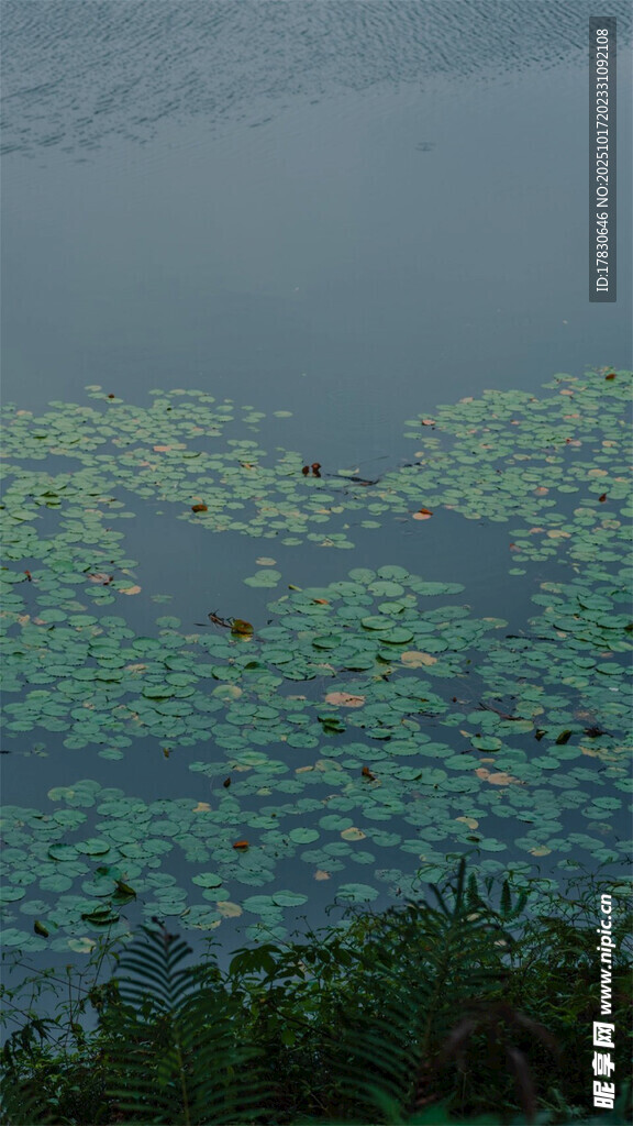 湖面上的浮萍景观