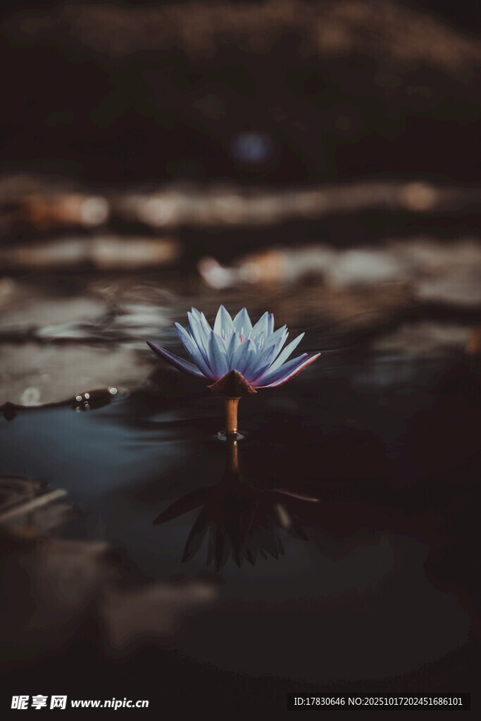 水中绽放的美丽白色睡莲