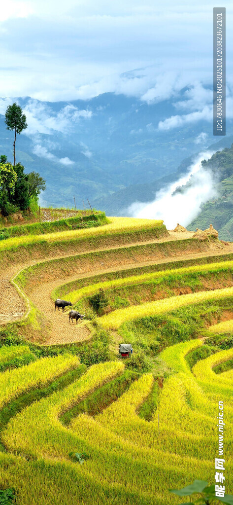 金黄梯田山间美景