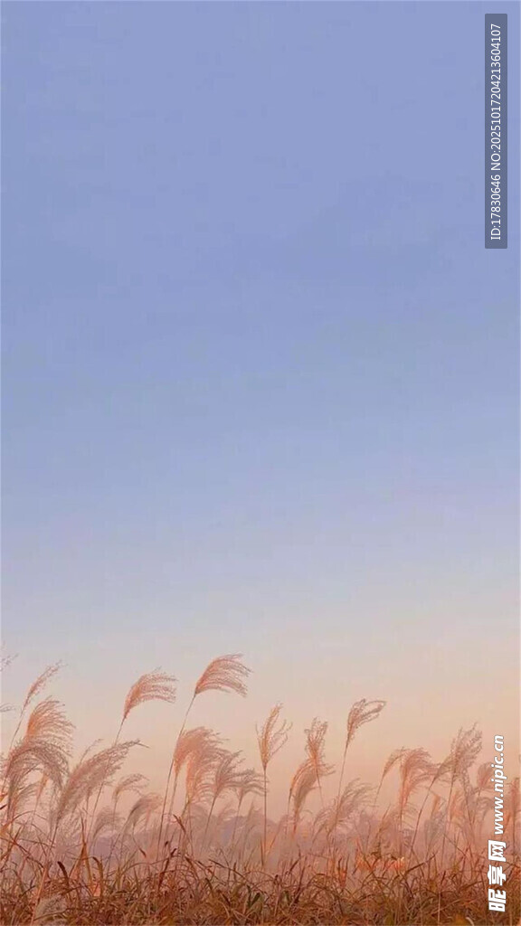 秋日芦苇荡美景