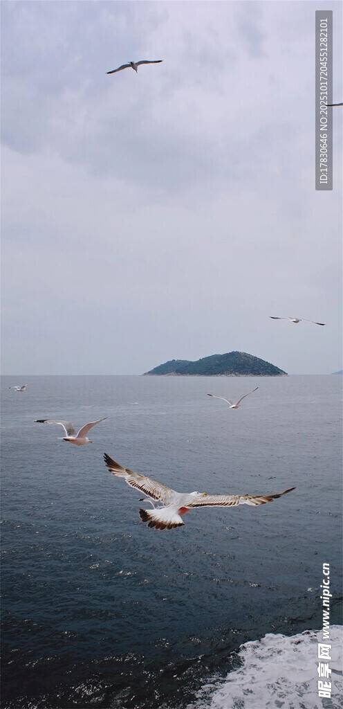 海面上飞翔的海鸥与岛屿