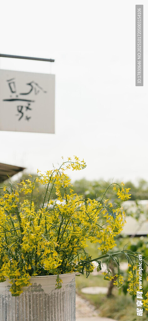 春日黄花盛放景致