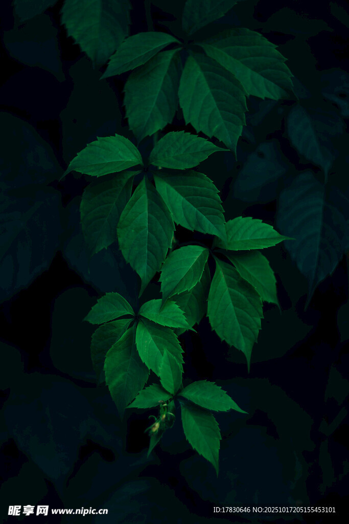 暗背景下的翠绿叶片