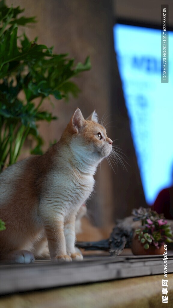 可爱猫咪端坐电脑旁