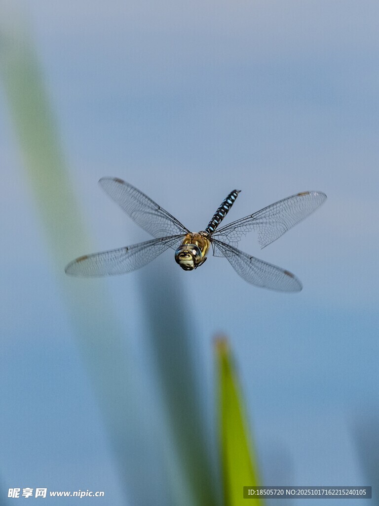 空中飞舞的透明翅膀蜻蜓