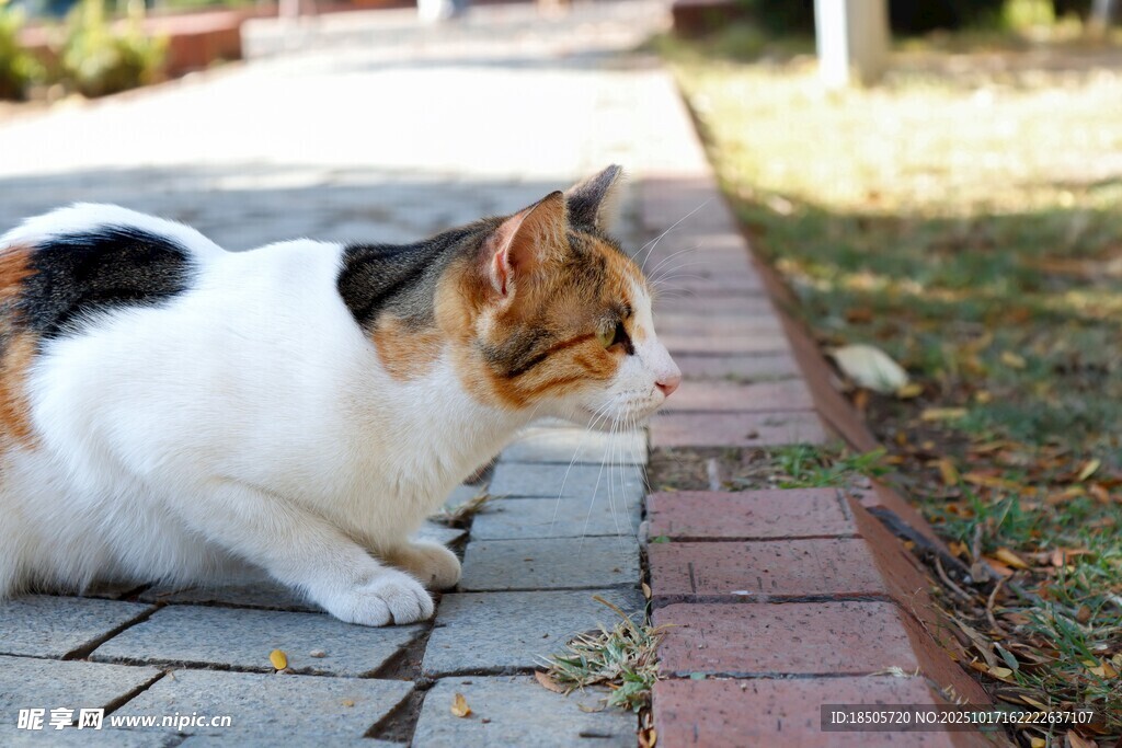 蹲坐石板路的三色猫咪