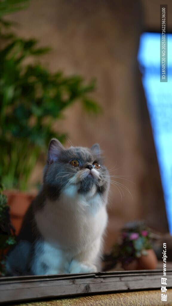 窗边可爱猫咪仰头凝望