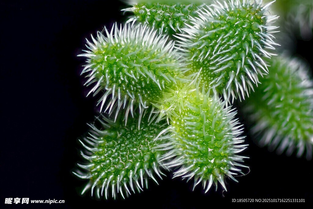 毛茸茸的绿色带刺植物