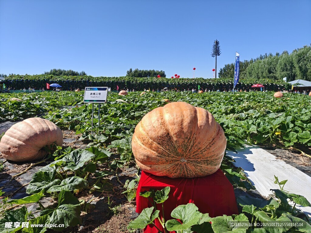 田园中的可爱大南瓜