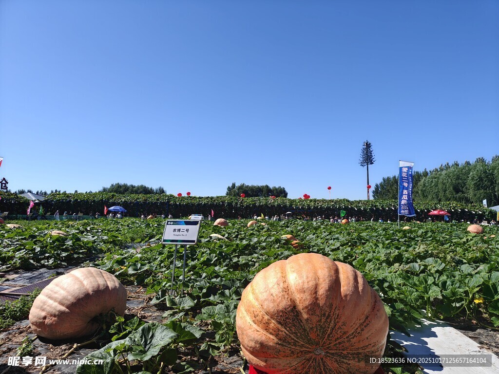 田园南瓜景观