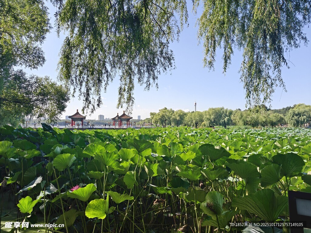 夏日荷塘垂柳美景