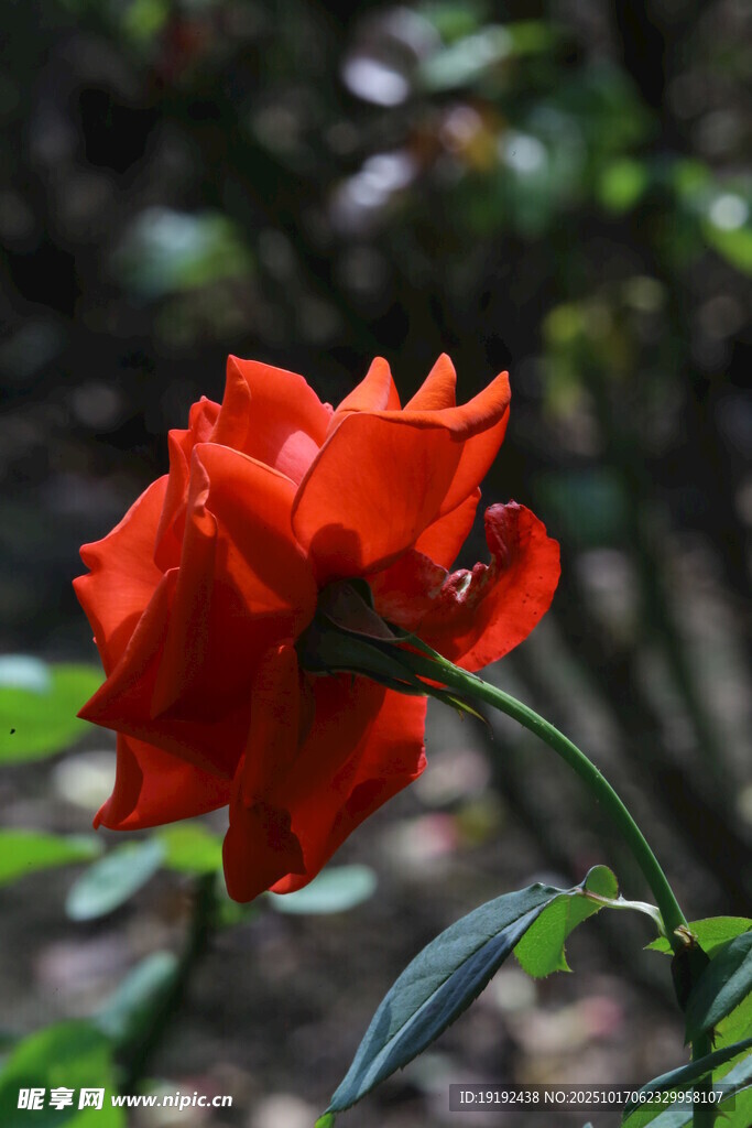 月季花  