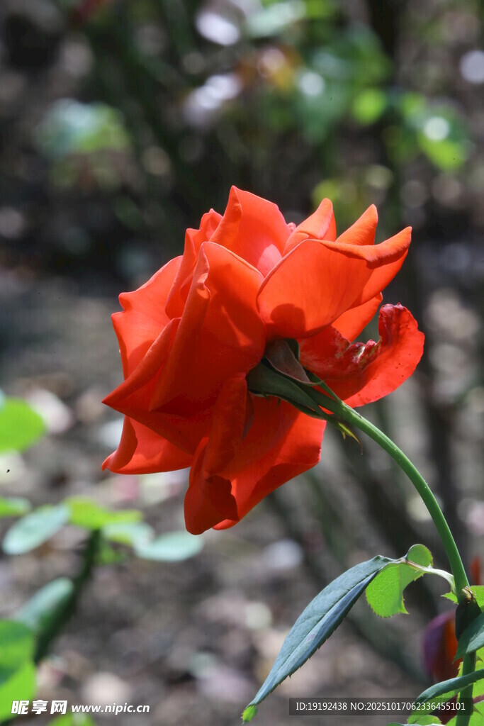 月季花 