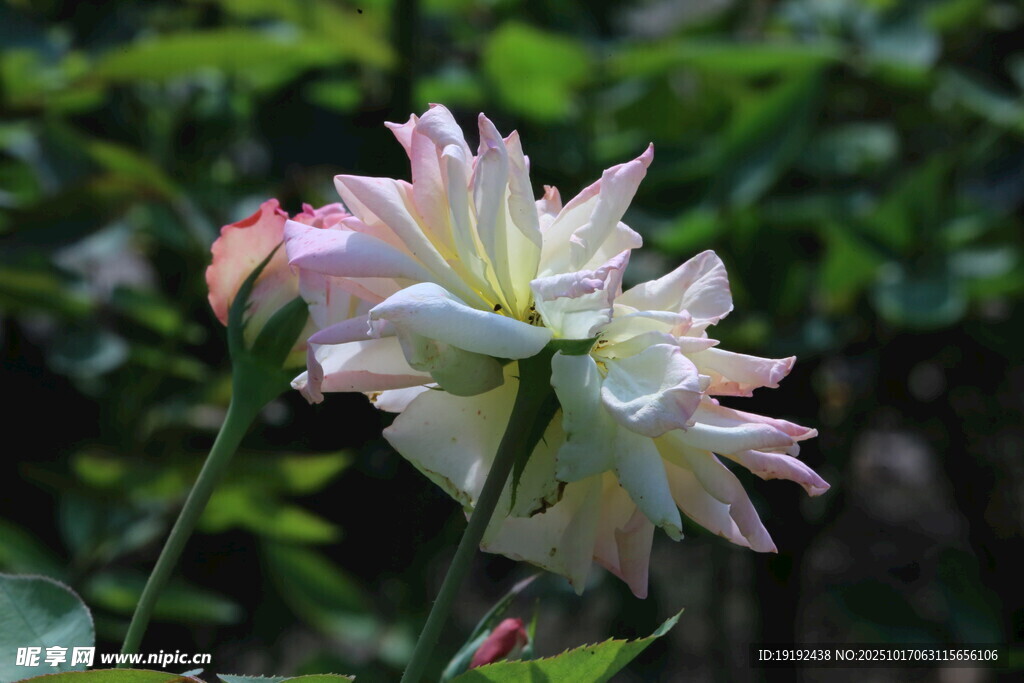 月季花  