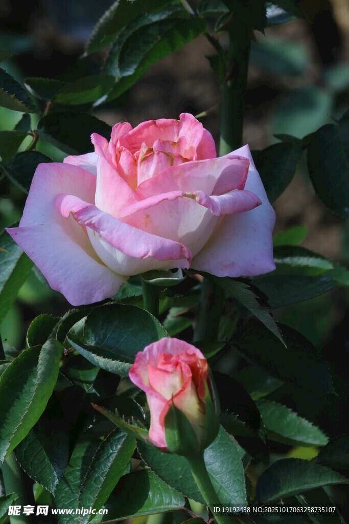 月季花  