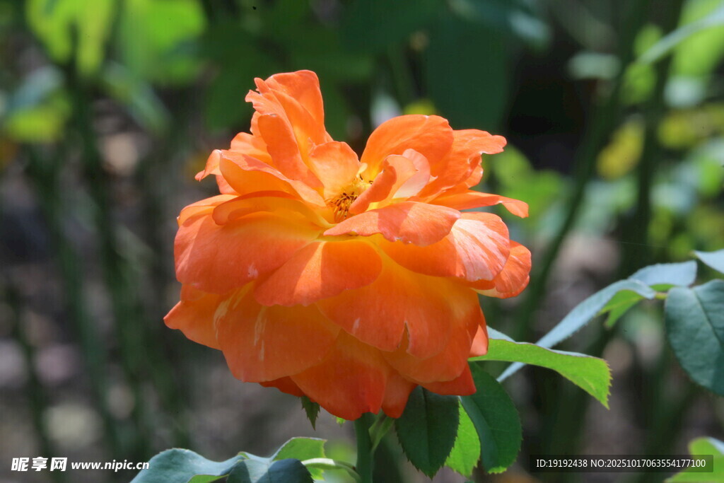 月季花  
