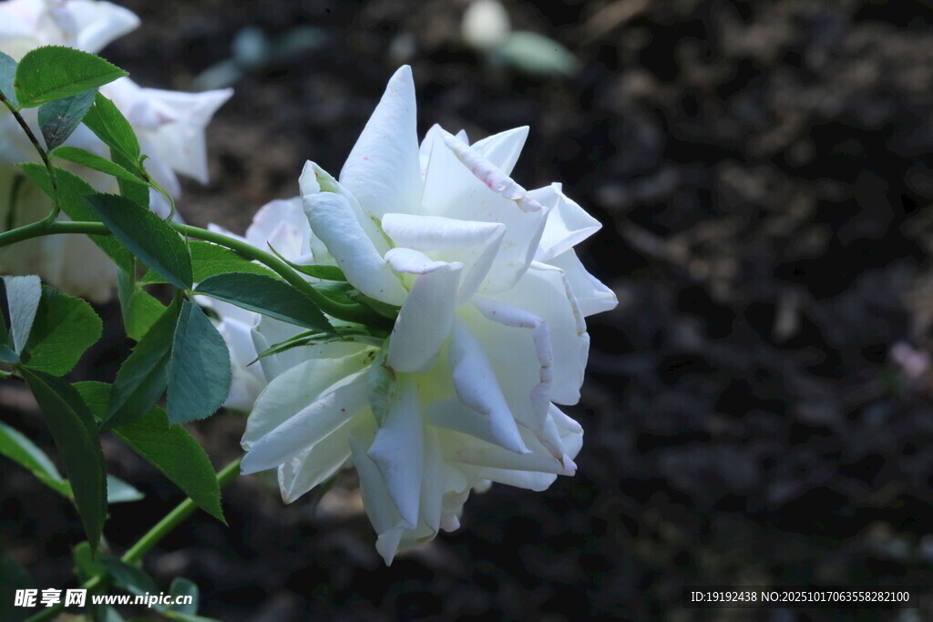 月季花  