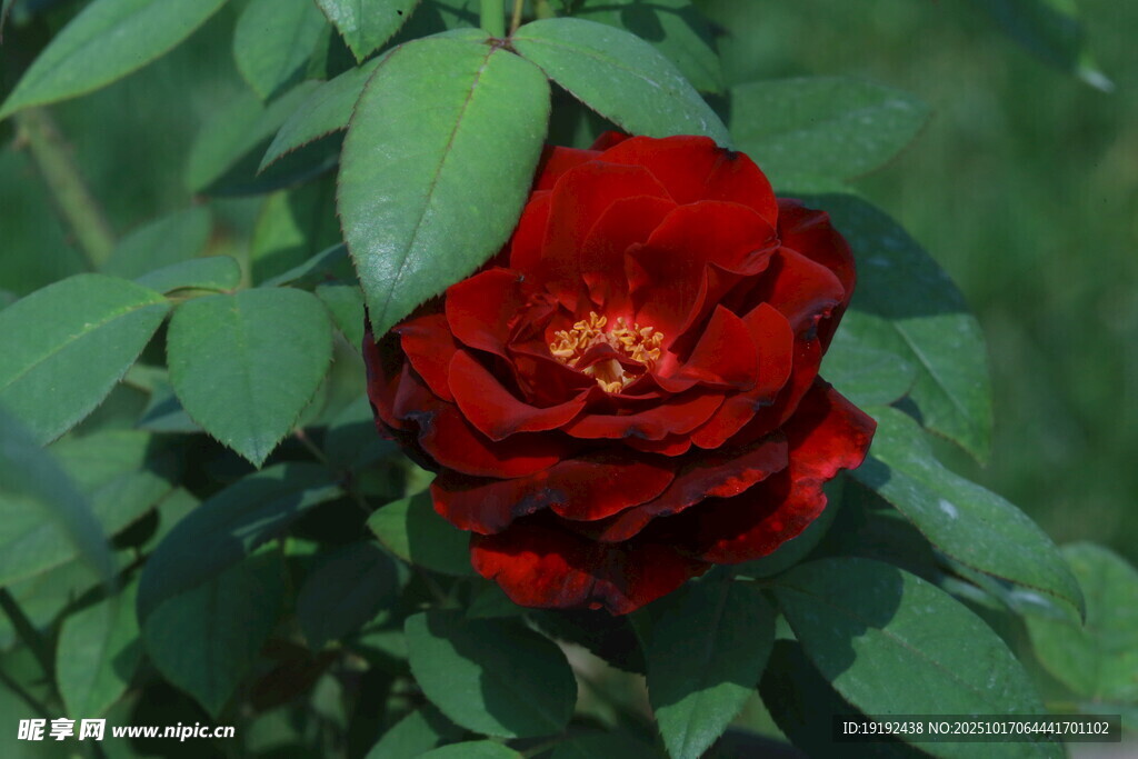 月季花 