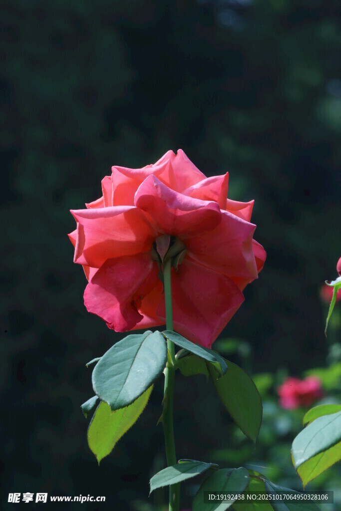 月季花 