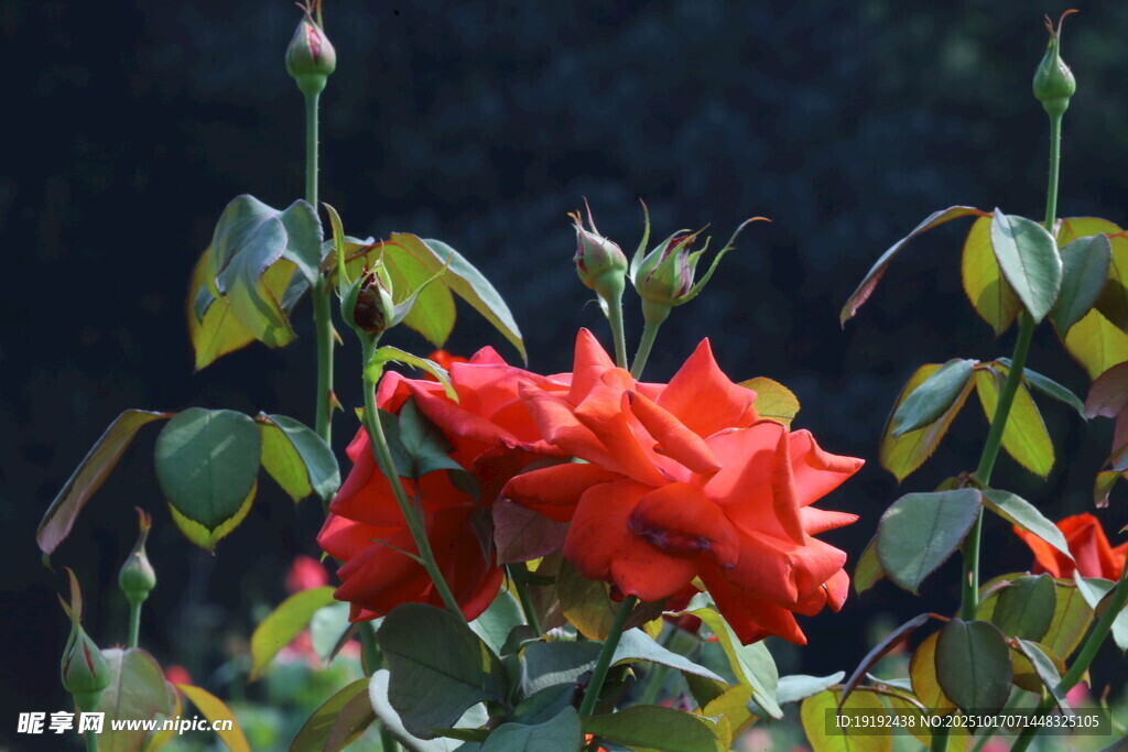 月季花  