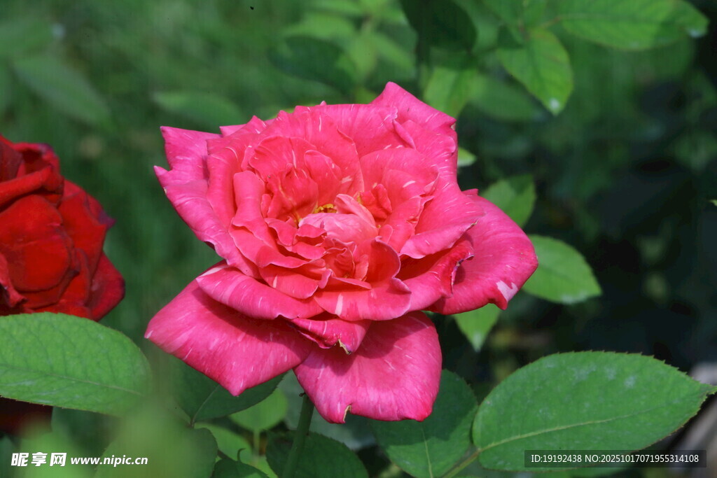 月季花 
