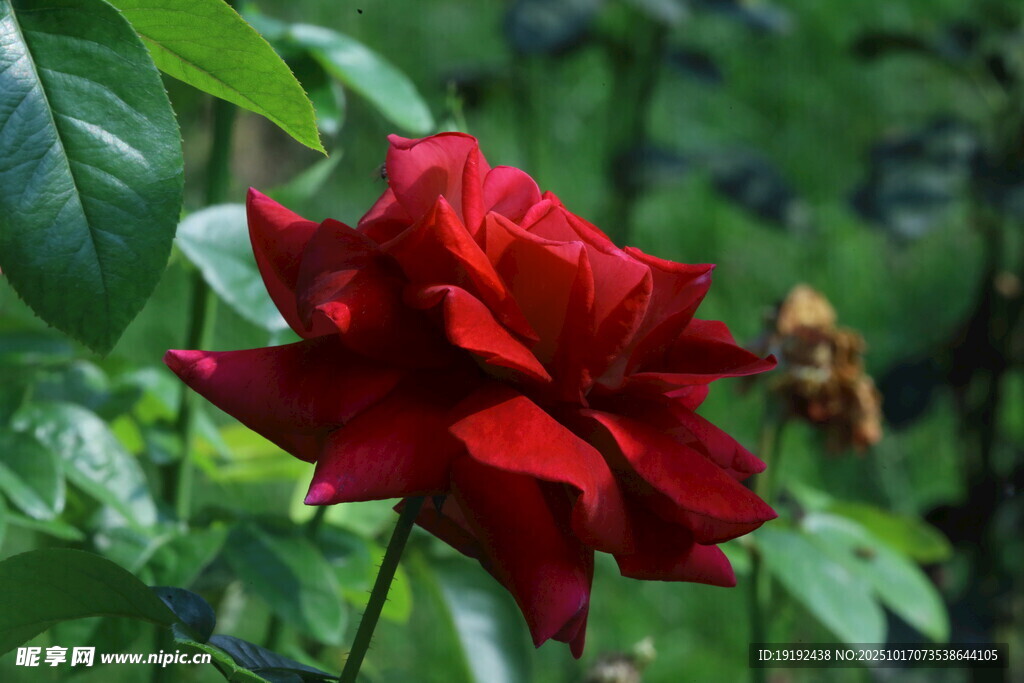月季花  