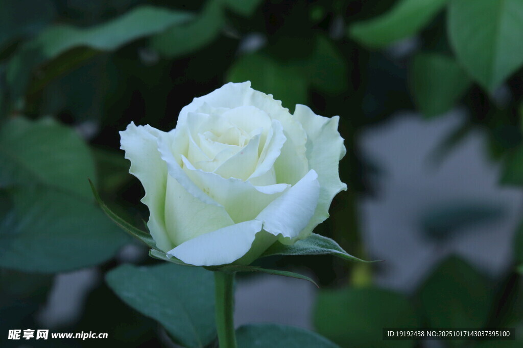 月季花  