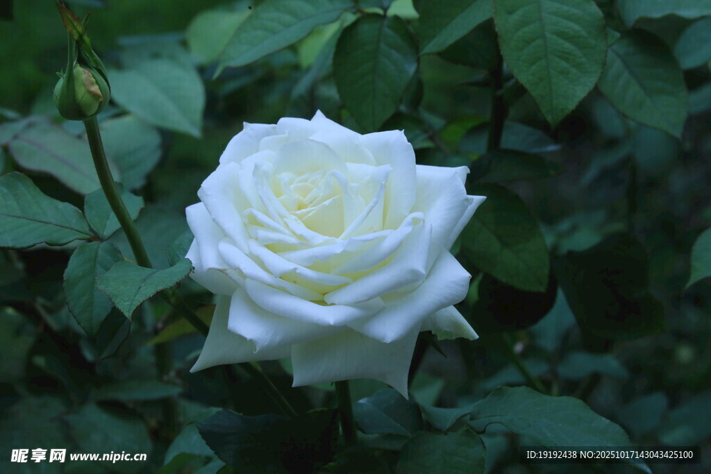 月季花  