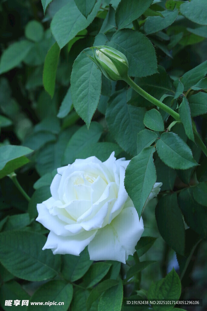 月季花 