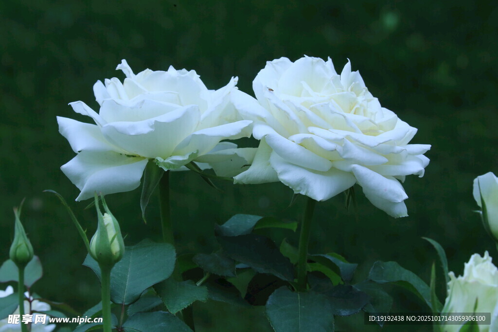 月季花  