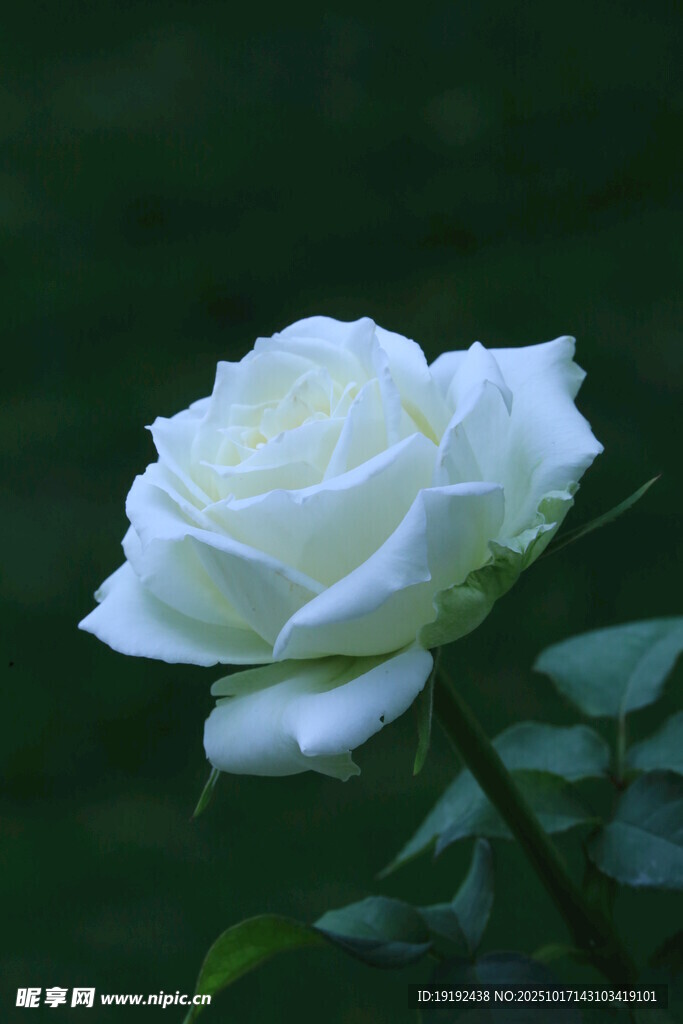 月季花 