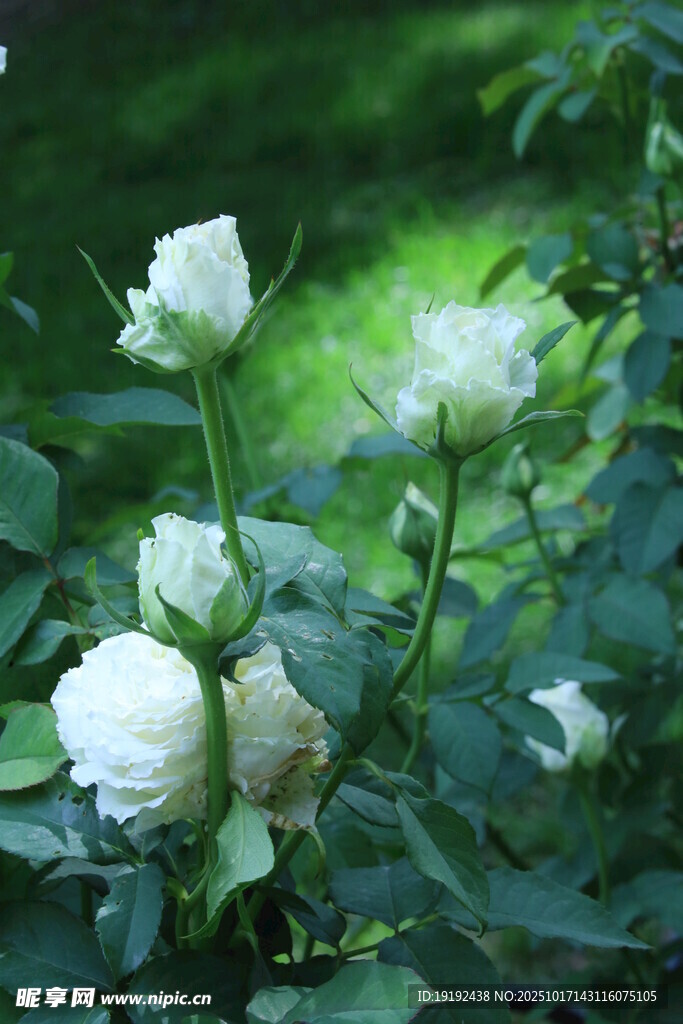 月季花 