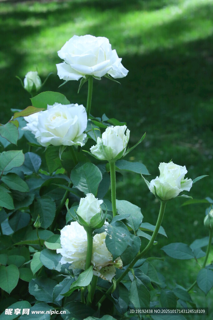 月季花 