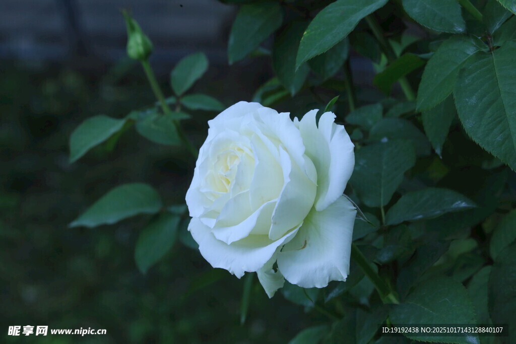 月季花  