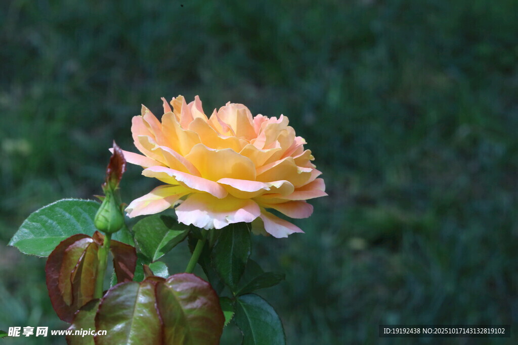 月季花  
