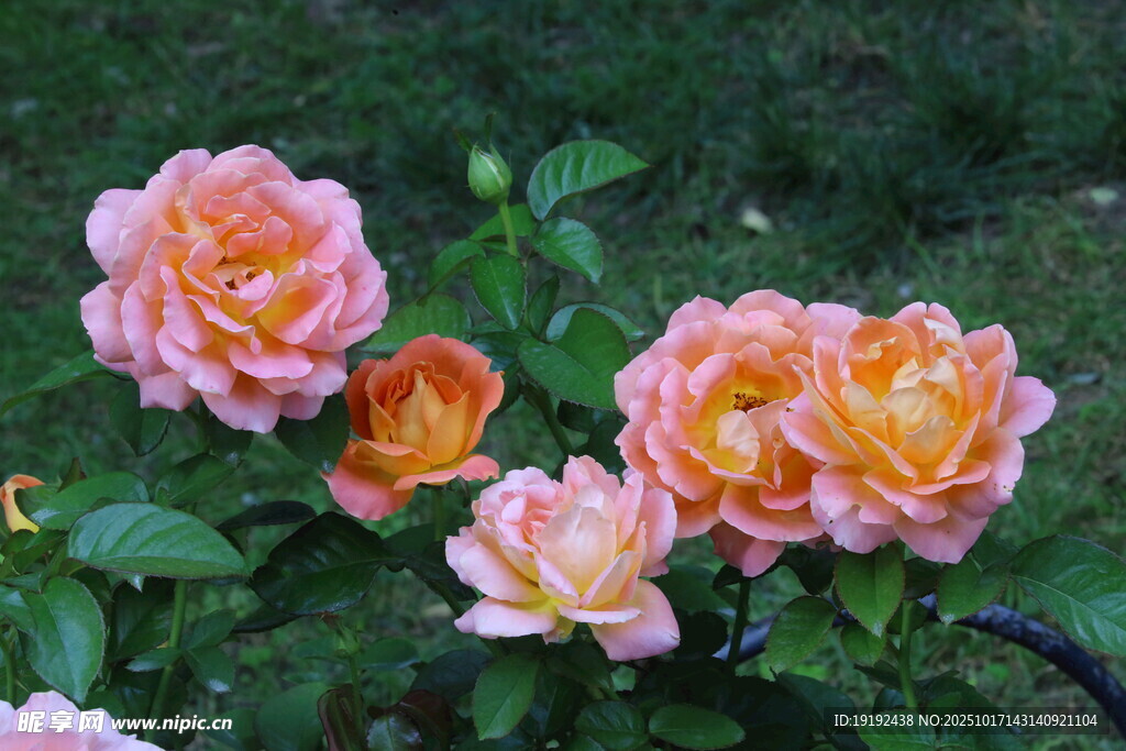 月季花  