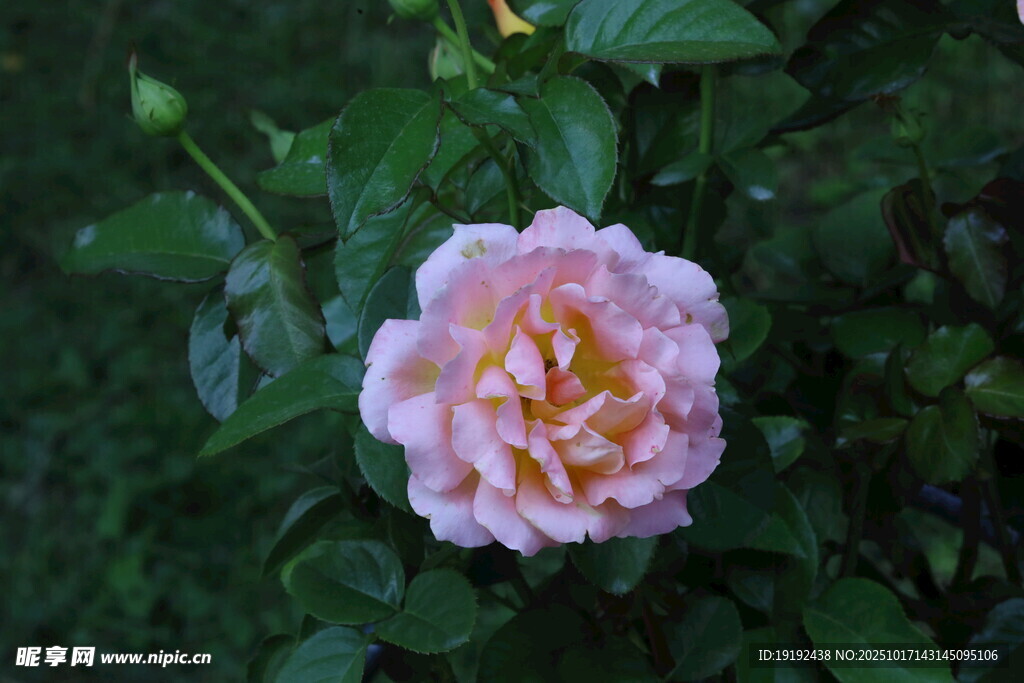 月季花  