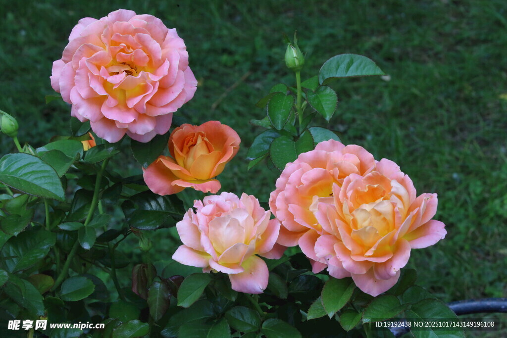月季花  